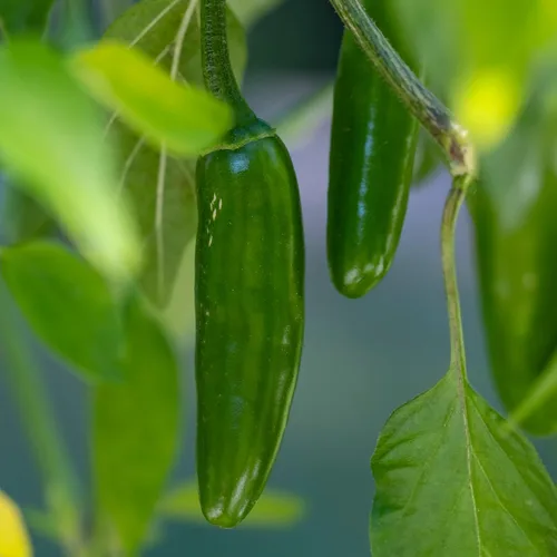 Vista 2 de Seed Needs Semillas de pimiento picante para plantar chiles serranos, semillas de vegetales sin OMG y sin tratar para plantar un jardín vegetal
