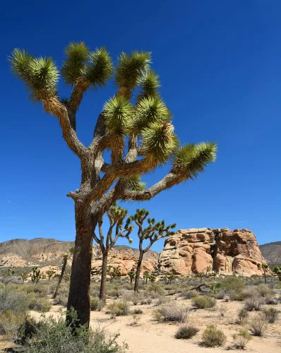 Vista 2 de Semillas de palmera de yuca para plantar (10 semillas) - Árbol Joshua muy apreciado - Yucca brevifolia - Fabricado en EE. UU., Se envía desde Iowa