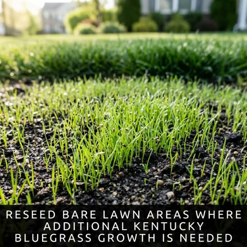 Vista 5 de CZ Grain Semilla de pasto de Kentucky Bluegrass de 1 libra para plantar, semillas de césped prémium para césped nuevo, siembra y reparación