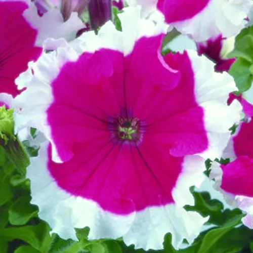 Vista 8 de Frost Series Petunia Blue (Pelleted) ~ 25 Semillas – Petunias Bicolor Grandiflora – Sin OGM, anual – 98–105 días – Plantas de montículo de 12 a 15