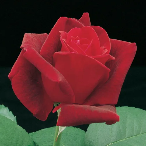 Vista 2 de SPRING HILL NURSERIES - Chrysler Imperial Hybrid Tea Rose Arbusto de raíz desnuda inactiva (paquete de 1)