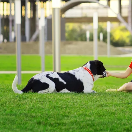 Vista 7 de AYOHA - Césped artificial de 3 pies x 3 pies, sintético realista, césped falso grueso para mascotas, alfombra de astroturf para paisajismo