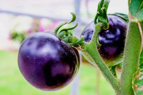Vista 4 de Semillas de tomate morado raras 30+ semillas para plantar tomate indeterminado