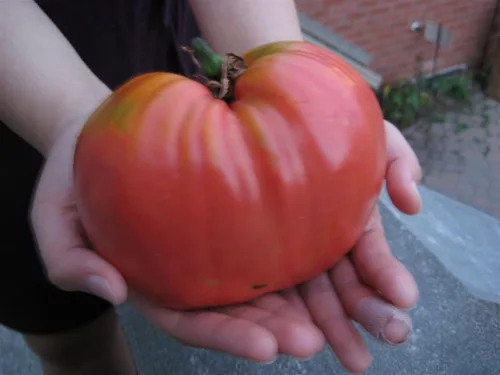 Vista 4 de Semillas Red Giant Beefsteak Tomate - Vegetales tradicionales - Sin OGM