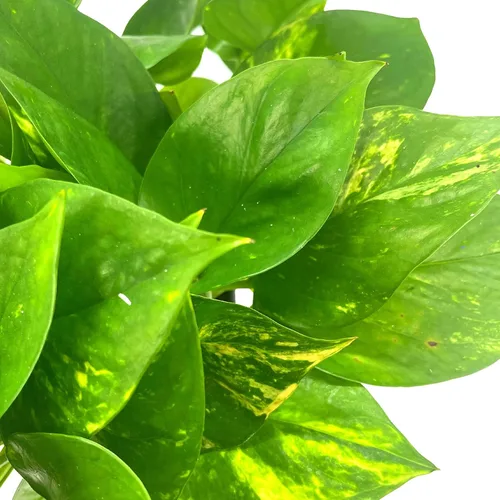 Vista 5 de BubbleBlooms Pothos dorados, Pothos abigarrados de 6 pulgadas, Epipremnum aureum, Hiedra del Diablo