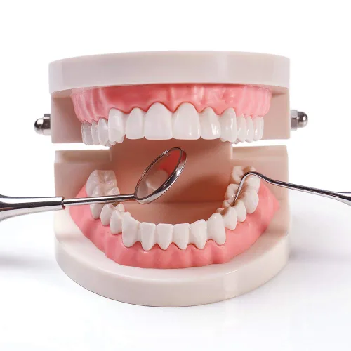 Vista 3 de 1 paquete de modelo de dientes estándar adulto tipodonto para demostración de prótesis dental para niños, enseñanza dental, exhibición limpia