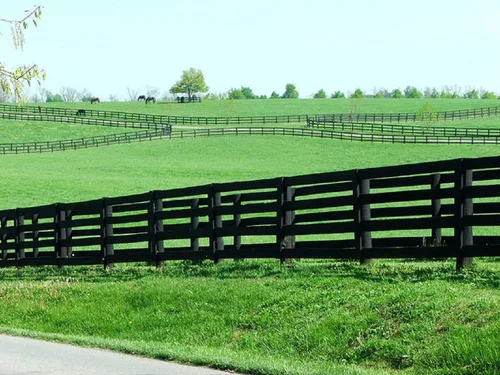 Vista 3 de Semilla de césped de Kentucky Bluegrass, 1 libra