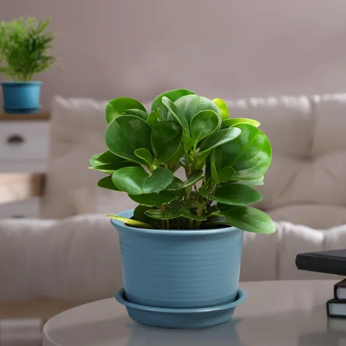 Vista 3 de Paquete de 6 macetas para plantas de interior, macetas con orificio de drenaje y platillo de bandeja, maceta de 7 pulgadas, macetas de 6 pulgadas