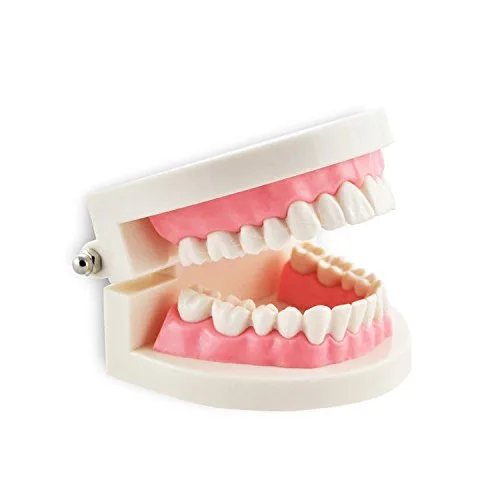 Vista 3 de Dental Enseñar Estudio Adulto Typodont Demostración Dientes Modelo Carne Rosa