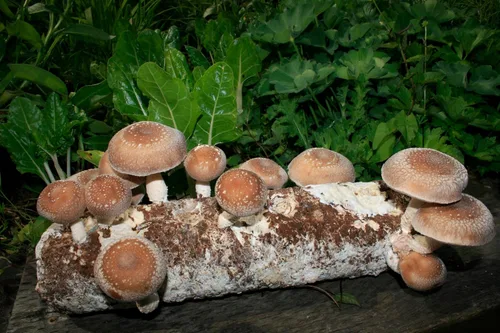 Vista 5 de Root Mushroom Farm - Kit de cultivo de hongos Shiitake: comienza de inmediato una vez recibido