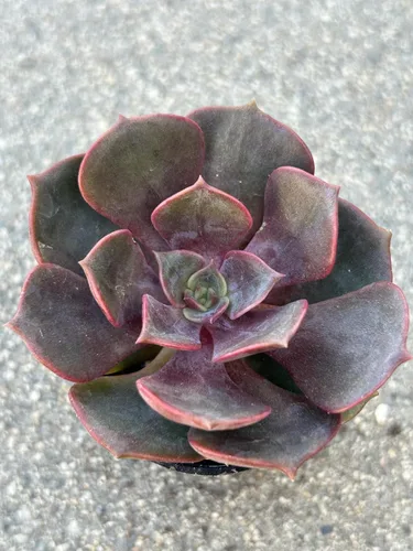 Vista 2 de Echeveria Red Robe Live Succulent Plant, 2 Inch Potted with Soil, Fully Rooted for Home and Office Decor or Gift