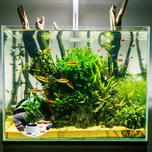 Vista 4 de 6 anillos de cerámica antiflotantes para plantas de acuario, anillos fijos para plantas acuáticas, paisaje de acuario, fijación de plantas