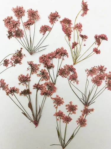 Vista 2 de 6 piezas de Begonia Real Natural Seco Pressed Flowers para Resina Arte Artesanía DIY
