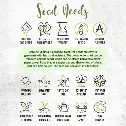 Vista 8 de Seed Needs Semillas de mimosa para plantar plantas sensibles Flores anuales 1 paquete