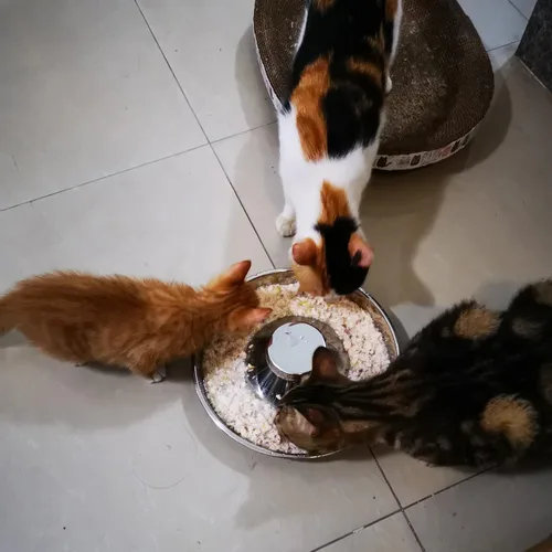 Vista 5 de Cuenco para cachorros, comedero de acero inoxidable para múltiples cachorros, cuencos básicos de comida y agua, plato de destete para perros
