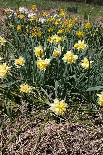 Vista 4 de Mantequilla y huevos de narciso/10 bulbos de narciso frescos saludables que producen flores amarillas dobles tradicionales en marzo por The Southern