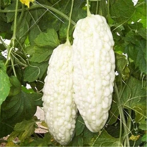 Vista 3 de Semillas de calabaza amarga 10+ Bálsamo de perlas blancas Semillas de melón de pera Verduras