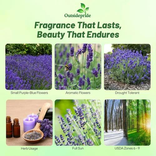 Vista 2 de Outsidepride Semillas de lavanda inglesa, 10000 piezas de semillas de hierbas perennes, tolerantes a la sequía y aptas para polinizadores
