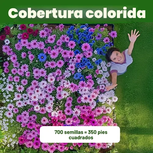 Vista 6 de HOME GROWN Bachelor Button Tall Mix 700+ Semillas de flores Centaurea