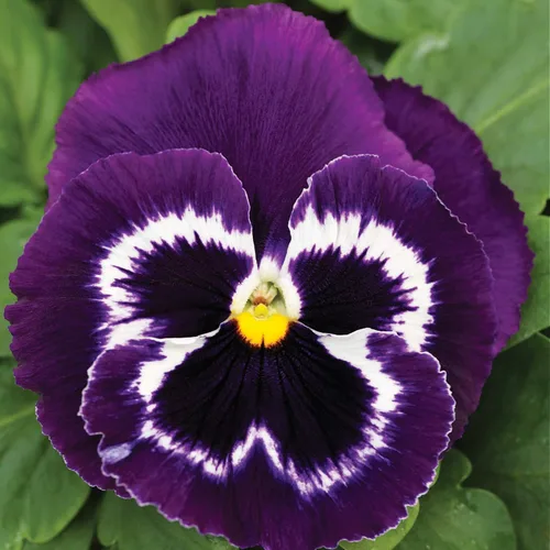 Vista 7 de Outsidepride Viva La Violet Viola - Semillas de pensamiento para plantar, 50 piezas. Flores bienales, resistentes al frío y aptas para polinizadores
