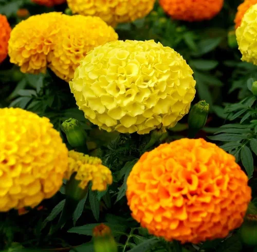 Vista 2 de 200 piezas de semillas de caléndula mixtas flor para plantar bonsái decoración del hogar