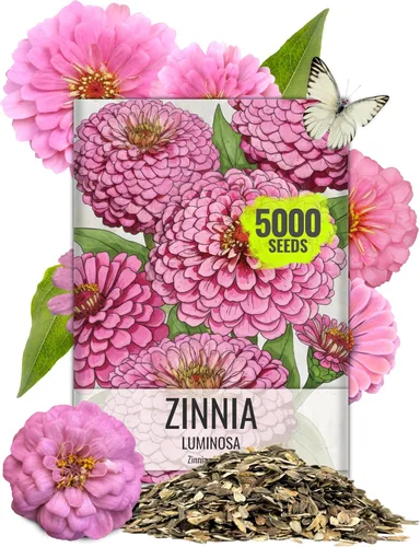 Vista 21 de Seed Needs State Fair - Semillas de zinnia para plantar flores cortadas mixtas, 1 paquete 4-Mezclado