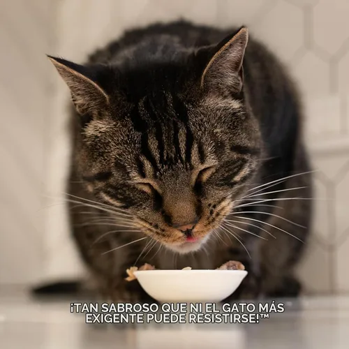 Vista 6 de Fussie Cat Comida húmeda prémium de atún con pollo en Aspic sin granos para gatos, latas de 2.82 onzas, caja de 24 latas de atún con pollo en Aspic)