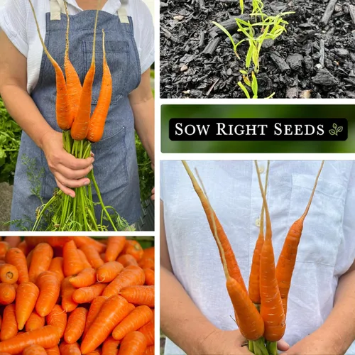 Vista 4 de Sow Right Seeds - Semillas de zanahoria Chantenay de núcleo rojo para plantar - Paquete de reliquia sin OMG con instrucciones para plantar un huerto