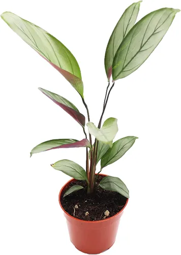 Vista 4 de Calathea Pavo Real Makoyana - 4'' de California Tropicals