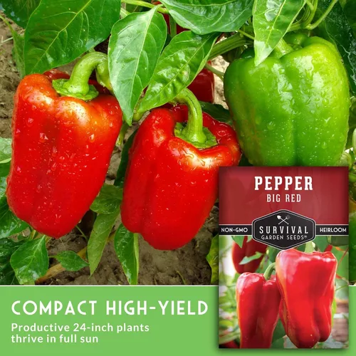 Vista 3 de Semillas de pimiento rojo grande para plantar Pimientos rojos tradicionales de pared gruesa – Polinizado abierto sin OMG – Semillas de jardín
