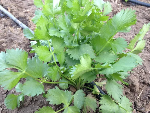 Vista 3 de Plant Good Seed Semillas de anís, paquete de 125 semillas tradicionales para plantar hierbas y flores, suministros de jardinería, flores silvestres