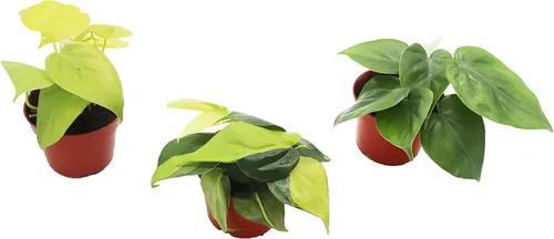 Vista 7 de Philodendron Bipennifolium Aurea - Maceta de 4" de California Tropicals