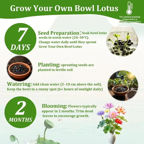 Vista 3 de 35 semillas de loto mixtas para plantar en agua, colorido tazón de loto y lirio acuático semillas de flores para estanques, bonsái, jardines