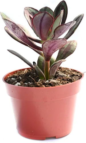 Vista 8 de Planta suculenta Echeveria viva - Suculenta Echeveria de 4 pulgadas (Echeveria Branco)