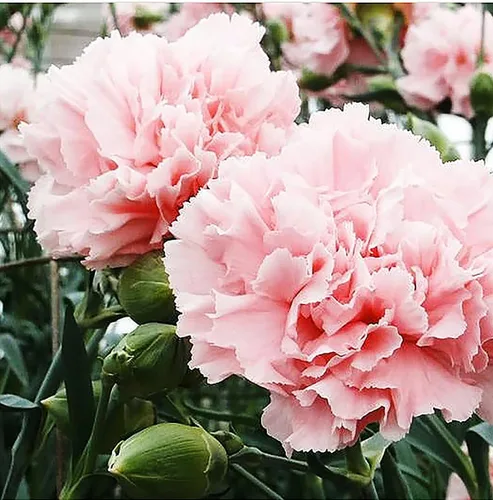 Vista 2 de Carnation Chabaud Mix Seeds - 275 Semillas - Periodo de floración de 8 semanas - Todas las zonas