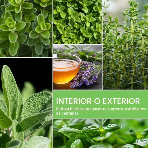Vista 4 de Paquete variado de semillas de hierbas 10 hierbas culinarias para plantar – albahaca, cilantro, lavanda, eneldo, perejil, orégano, tomillo