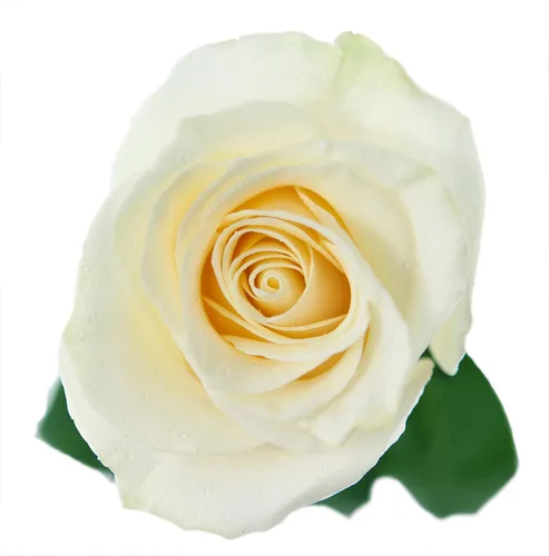 Vista 5 de Blooms2Door - 100 Rosas Blancas (Tallo Largo - 19.7 in) - Al Por Mayor - Flores Frescas para Cumpleaños, San Valentín y Día de la Madre