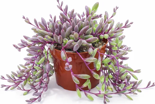 Vista 10 de Suculenta viva Sedum Adolphi 'Firestorm', 4 pulgadas, totalmente arraigada, fácil de cuidar