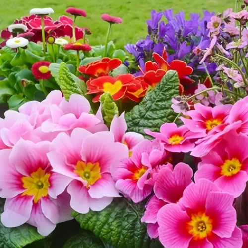 Vista 3 de Primula Seeds - 200 semillas de flores perennes vibrantes para plantar Floraciones de principios de primavera, tolerantes a la sombra, perfectas