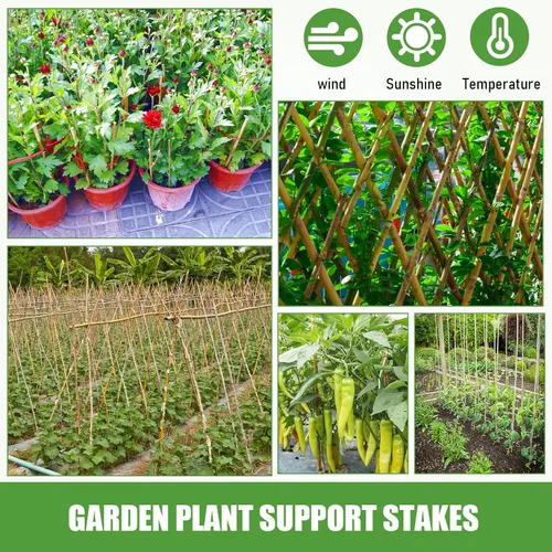 Vista 5 de Suclain Juego de 30 estacas de bambú para plantas trepadoras, estacas de bambú resistentes para tomates, frijoles, flores y plantas en maceta
