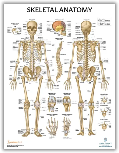 Vista 4 de Anatomy Lab Póster muscular, esquelético, yoga, estiramiento y pilates, anatomía y fisiología – Paquete de 5 LAMINADO 17.3 x 22.5 pulgadas, tabla