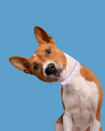 Vista 6 de Collar de perro para perros medianos, collares de perro ajustables de cuero gamuza con brillantes, collar de perro rojo rosa, collar de gato, collar