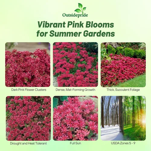 Vista 2 de Outsidepride Summer Glory Semillas Sedum - 1000 semillas perennes de cobertura del suelo para plantar, plantas suculentas resistentes al frío