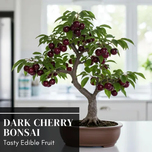 Vista 4 de Plántula de Árbol Frutal Bonsái Enano de Cerezo Negro Vivo - Prunus serotina, Ideal para Plantación en Patios de Casa y Jardín, Plántula en Estado