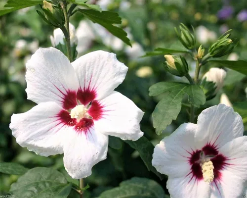 Vista 2 de Hibiscus Plant Live, Hibiscus Syriacus Starter Plant, 5 a 7 pulgadas