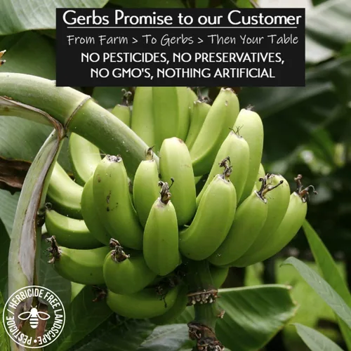 Vista 2 de Frutas secas GERBS, Top 14 libres de alergia alimentaria, sin sulfuro, sin conservantes, sin OMG, vegano