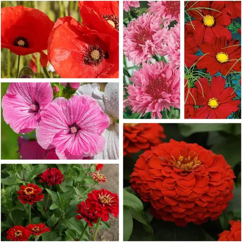Vista 4 de Outsidepride Mezcla anual de semillas de flores silvestres rojas de 5000 semillas para plantar