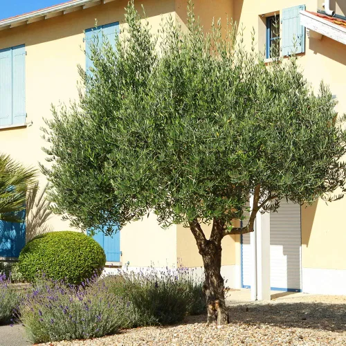 Vista 6 de Perfect Plants Planta viva de oliva arbequina, 2-3 pies, incluye guía de cuidado Self-pollinating and bears edible fruit the first year, zones