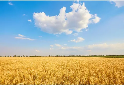 Vista 8 de Telón de fondo de campo de trigo dorado, 5 x 3 pies, rústico, otoño, tierras de cultivo de trigo, cosecha de grano de trigo, desierto, cielo azul