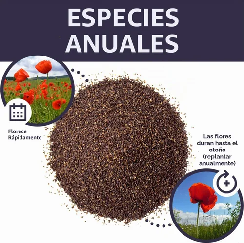 Vista 8 de Semillas de amapola roja - Paquete grande de 1 onza - Más de 200,000 semillas de flores